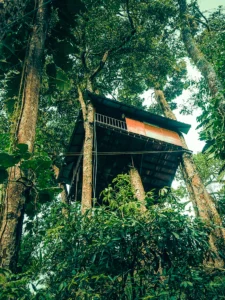 Tree top watch tower Munnar