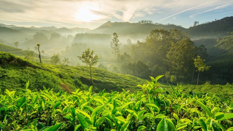 Tea Estates to Theme Rides: A Journey Through Munnar’s Fun Zones