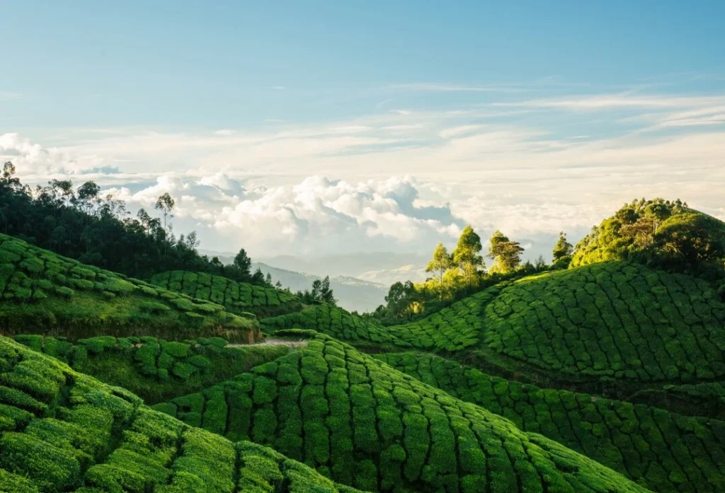 best Places to Visit in Munnar
