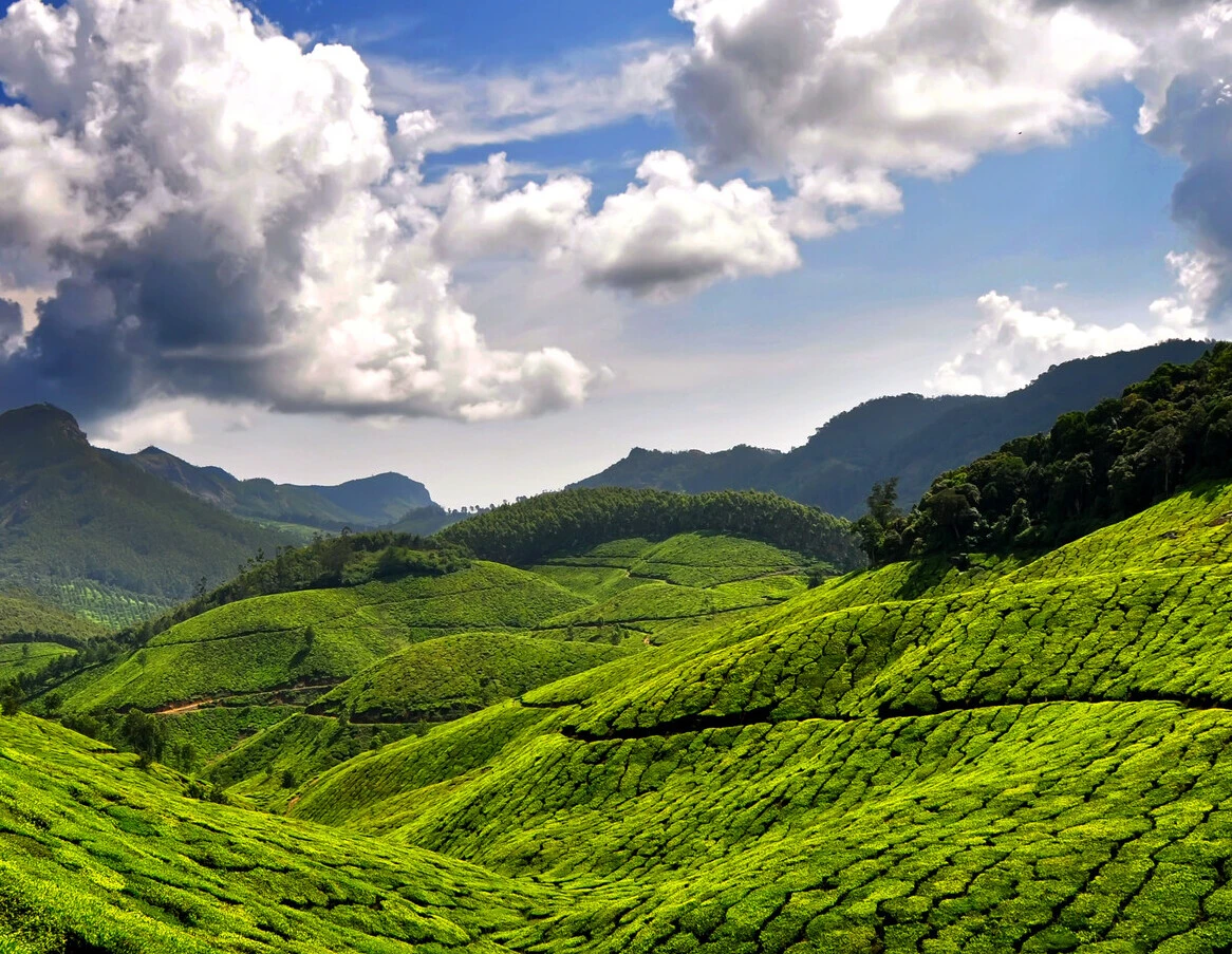 Discovering Paradise Explore Top 10 Facts About Munnar