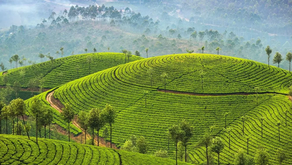 Why You Should Visit Munnar