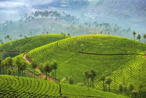 Why You Should Visit Munnar