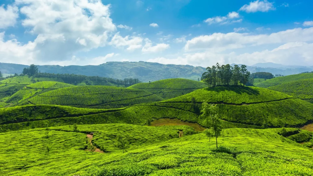 Things to do in Munnar