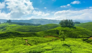 Things to do in Munnar