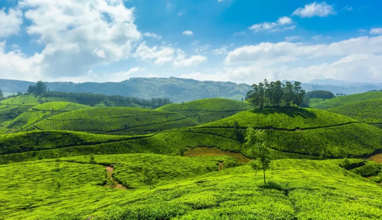 Things to do in Munnar