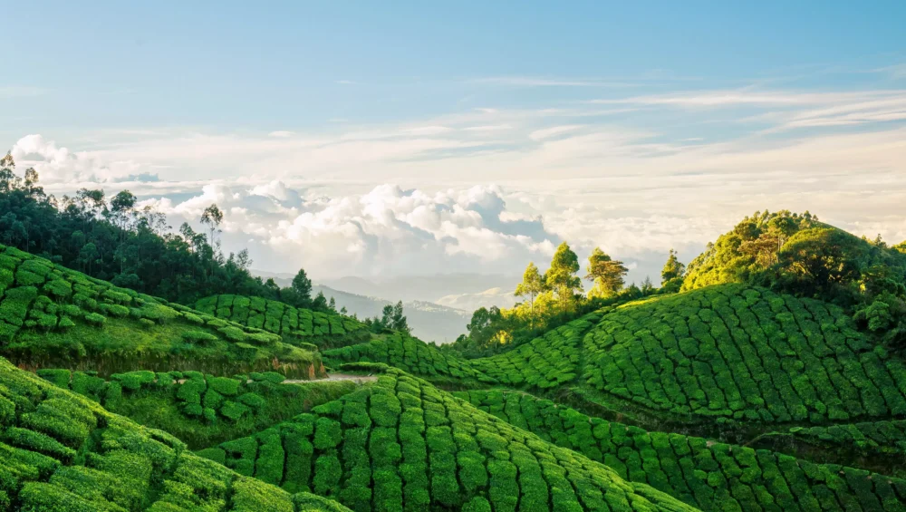 Munnar travel tips