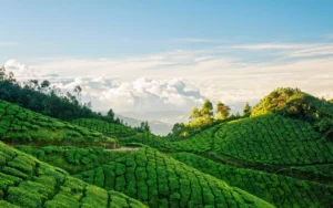 Munnar travel tips