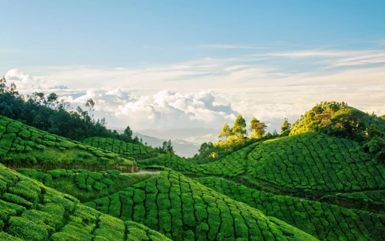 Munnar on a Budget: Best Affordable Munnar Travel Tips and Tricks