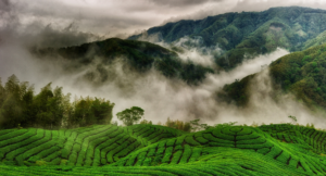 Munnar Weather