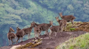 Eravikulam National Park