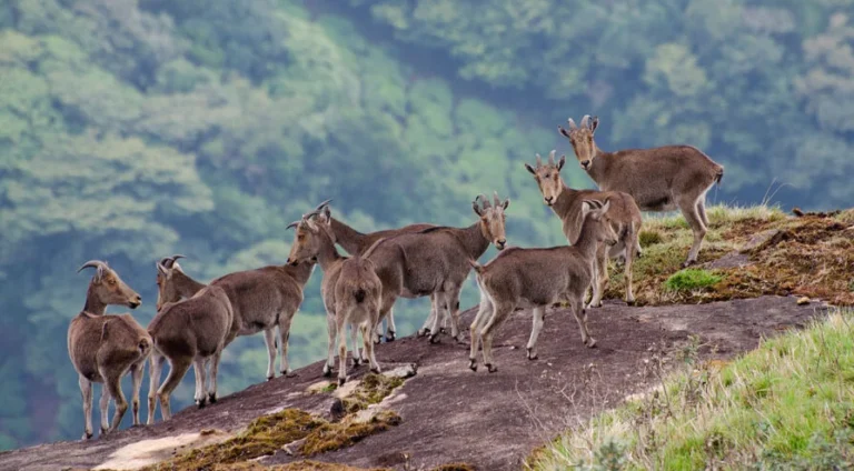 Eravikulam National Park in Munnar