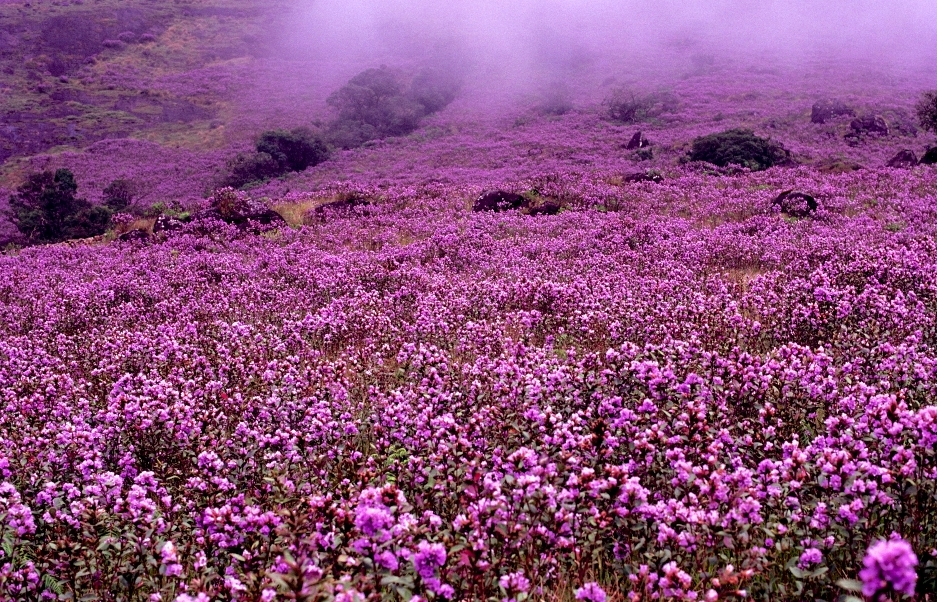 Eravikulam National Park