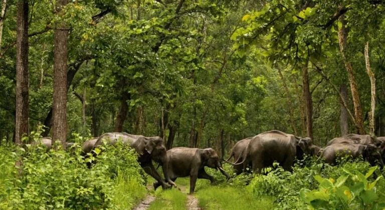 Chinnar Wildlife Sanctuary: A Sanctuary of Biodiversity