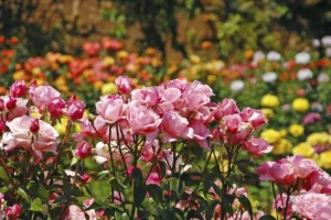 Munnar Rose Garden