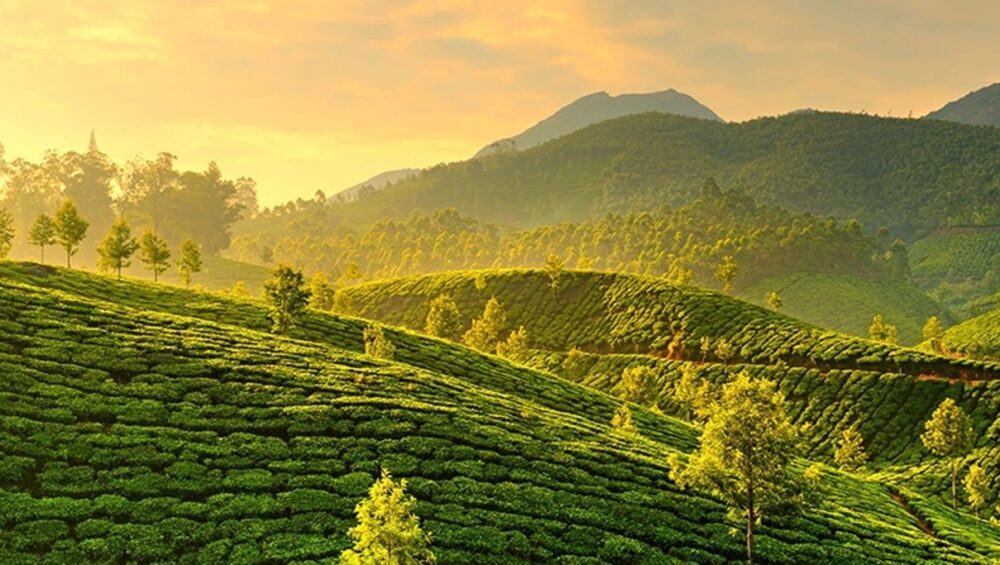 Devikulam Munnar