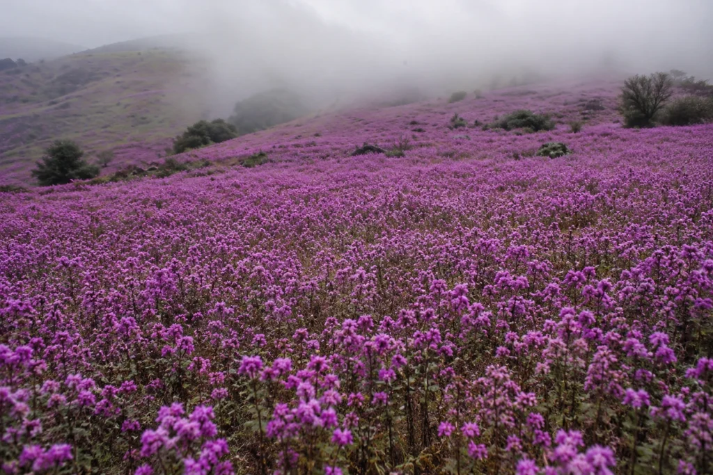 Neelakurinji flowers blooming across the hills of Munnar